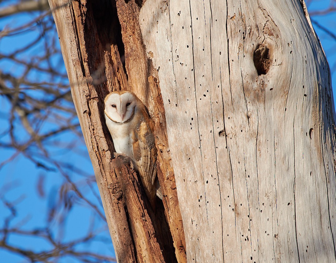 Barn Owl - ML620641956