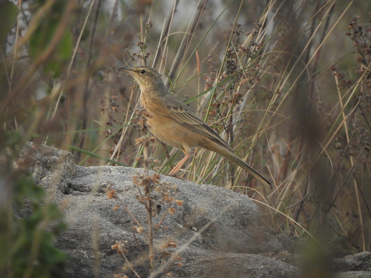 Long-billed Pipit - ML620641958