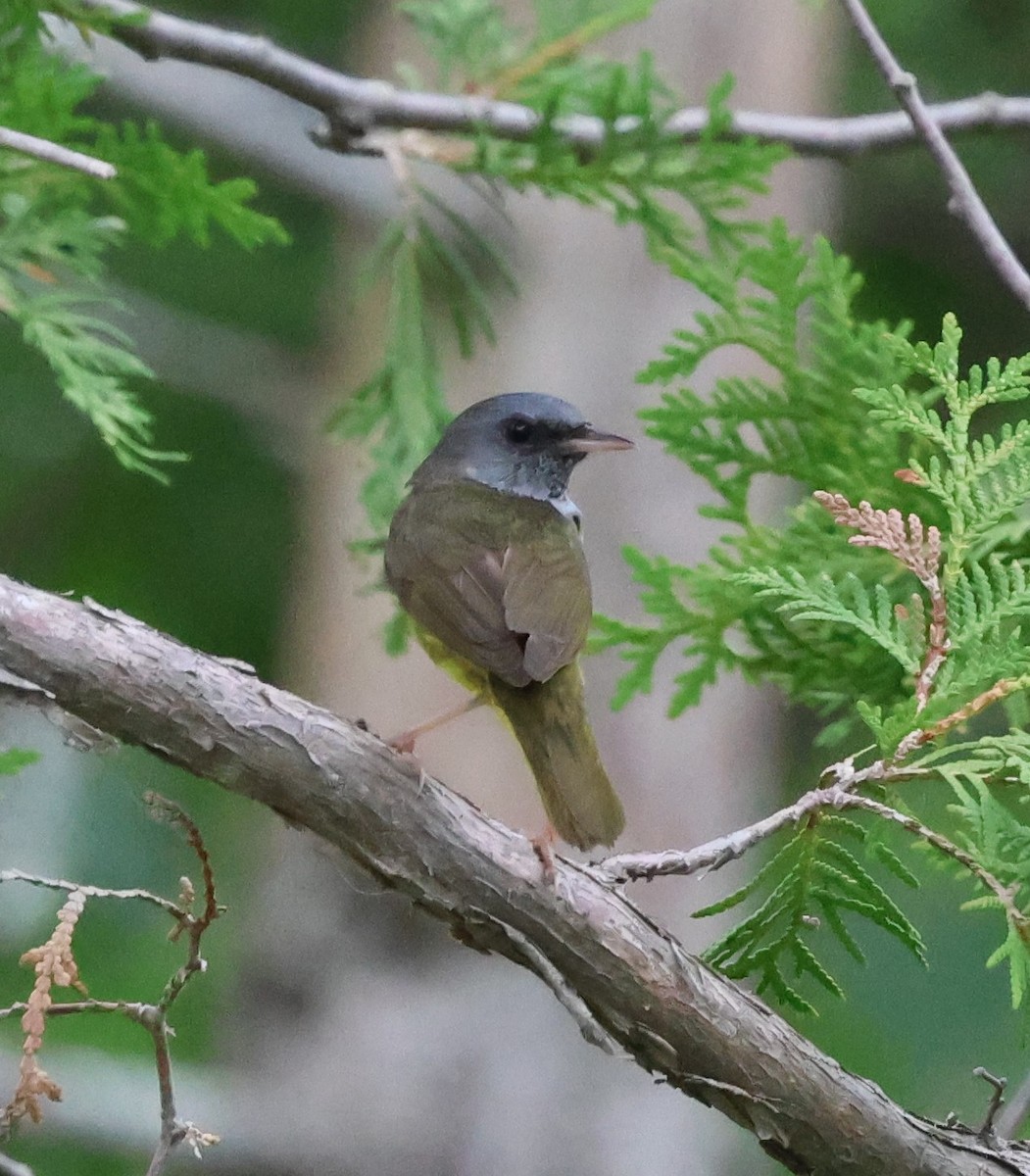 Mourning Warbler - ML620641961