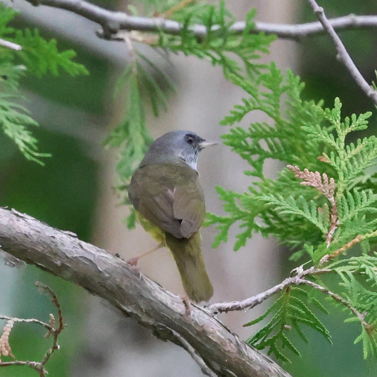 Paruline triste - ML620641962