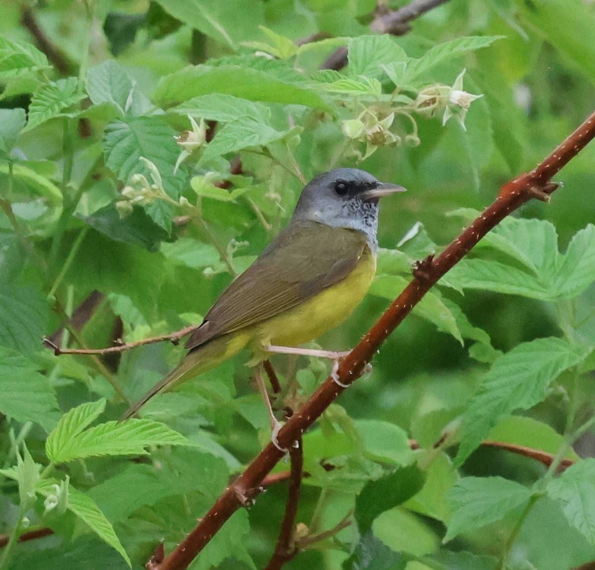 Mourning Warbler - ML620641963