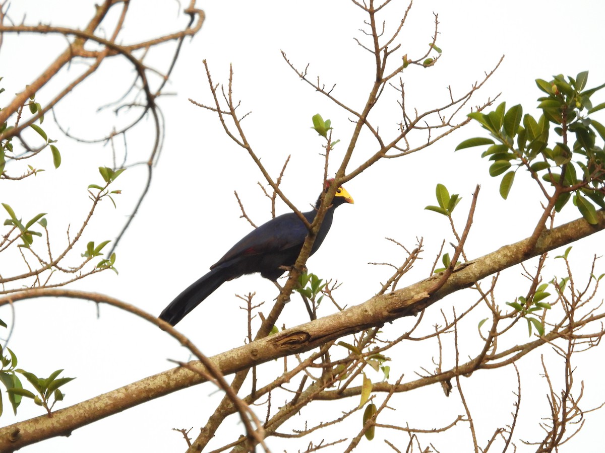 Ross's Turaco - Jonathan Onongo