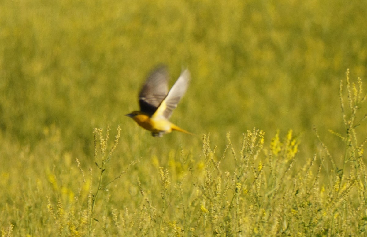 Yellow-breasted Chat - ML620641966