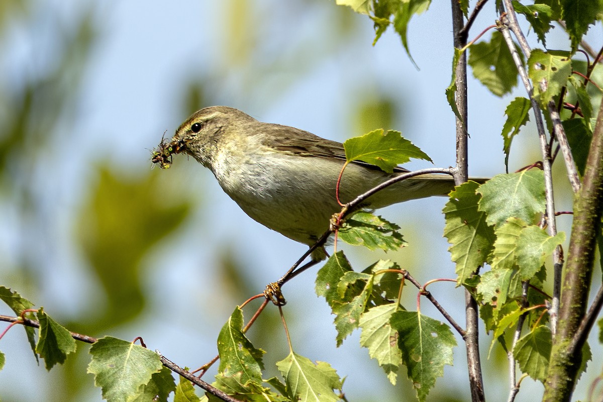 Willow Warbler - ML620641967