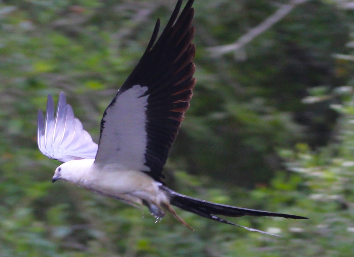 Swallow-tailed Kite - ML620641970