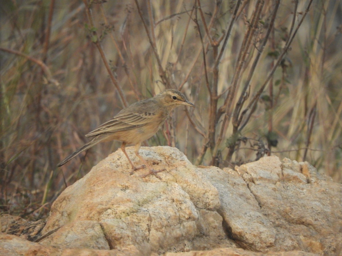 Long-billed Pipit - ML620641971