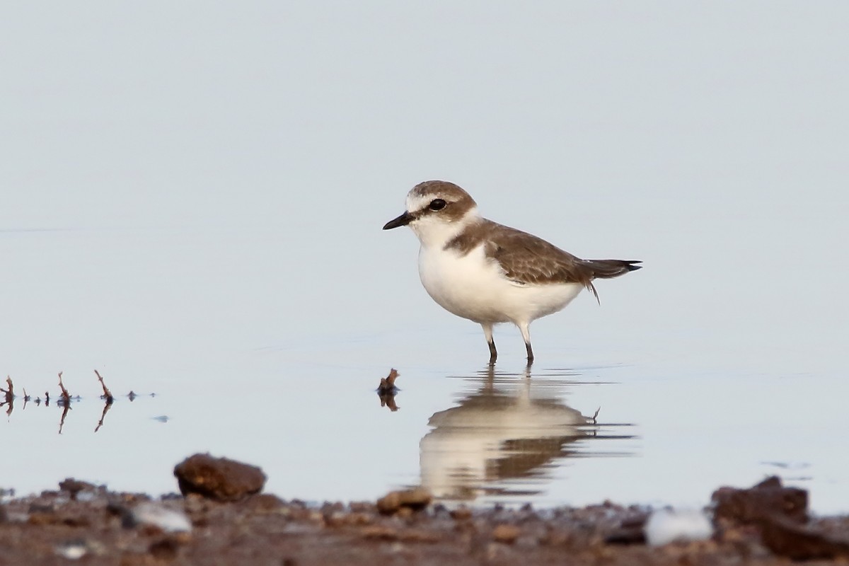 Kentish Plover - ML620641972