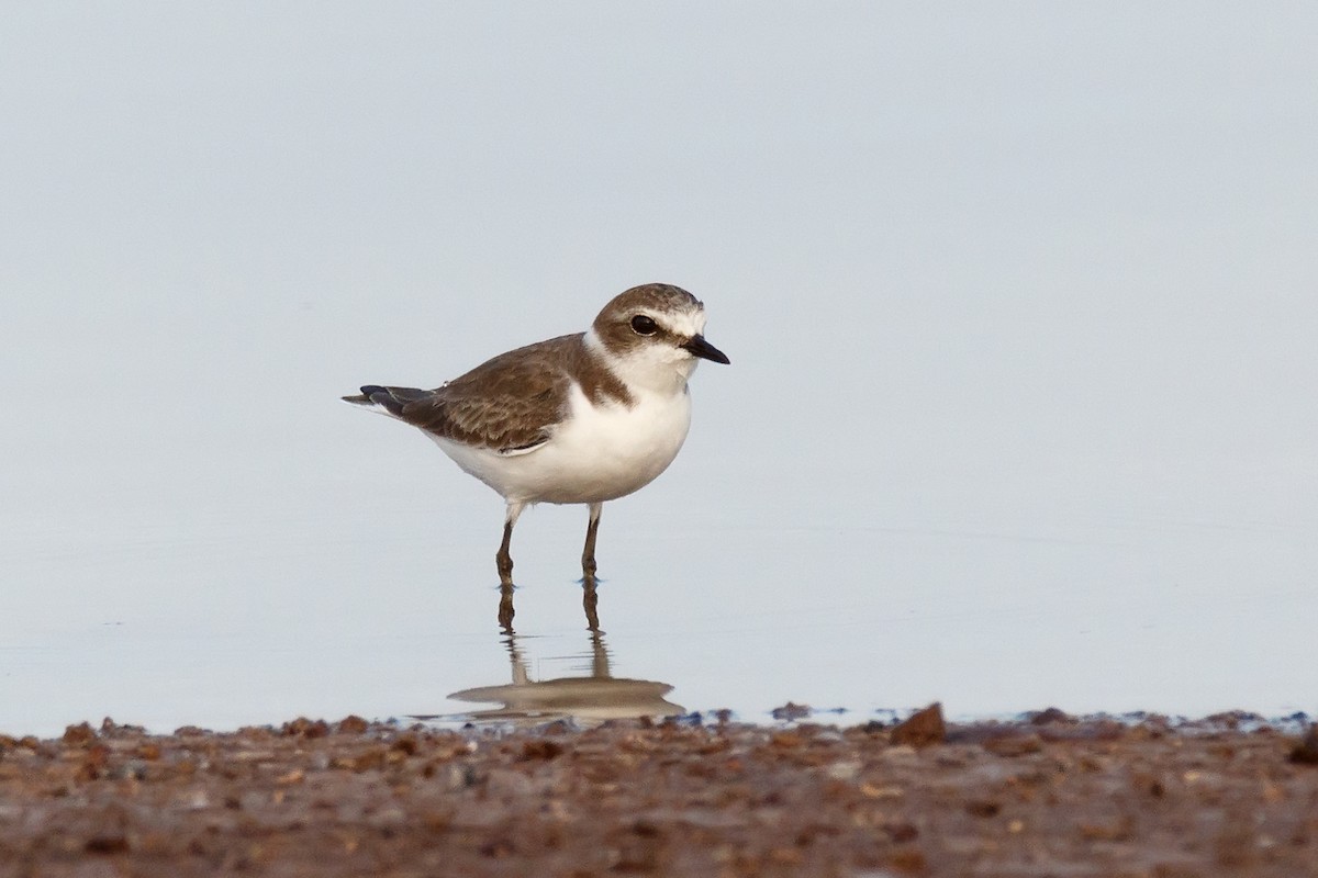 Kentish Plover - ML620641973