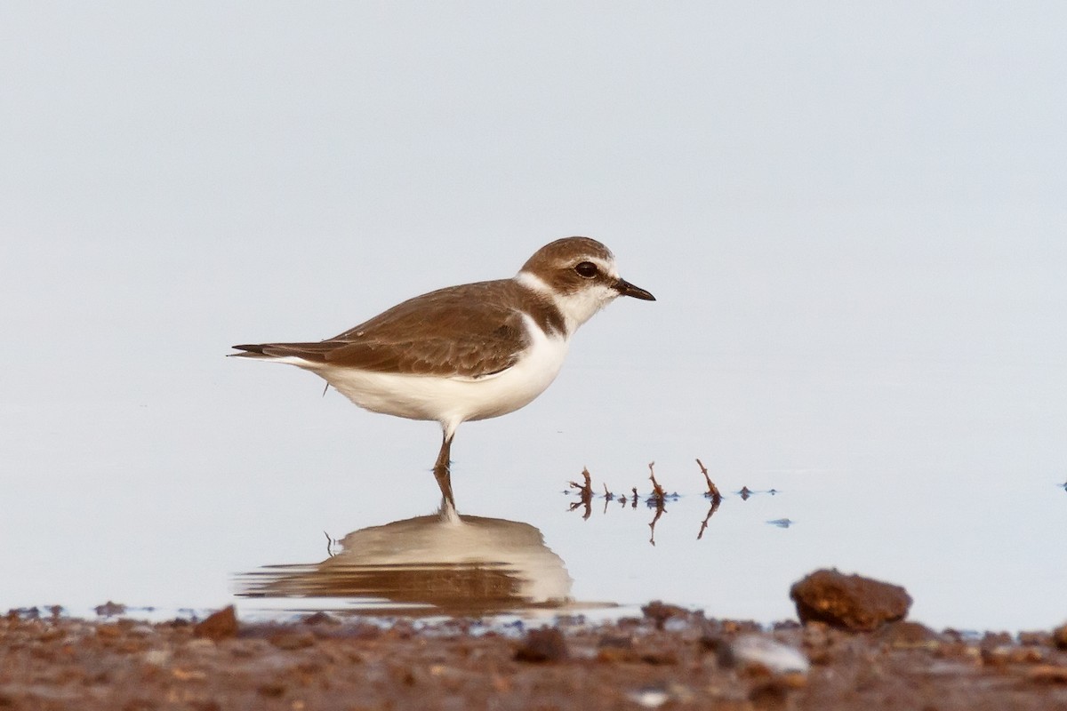 Kentish Plover - ML620641974