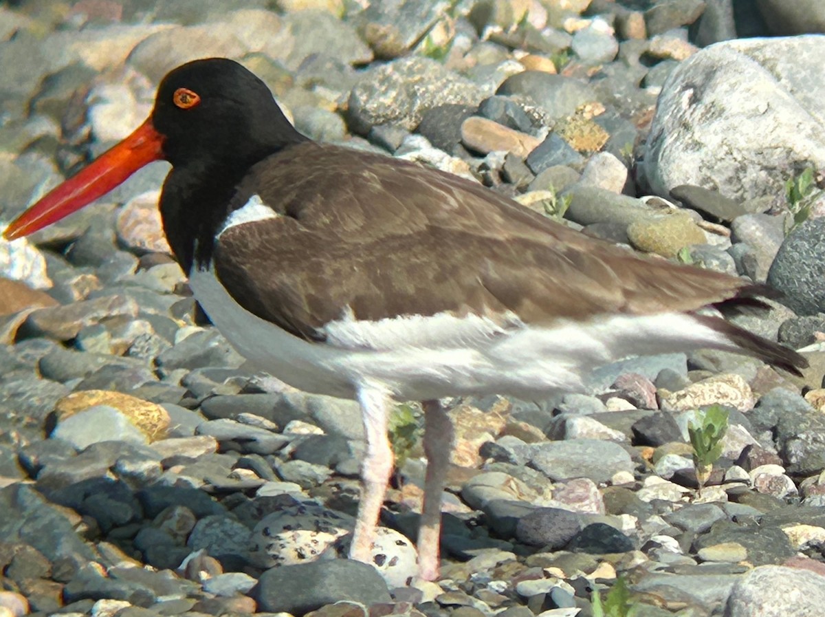 American Oystercatcher - ML620641975