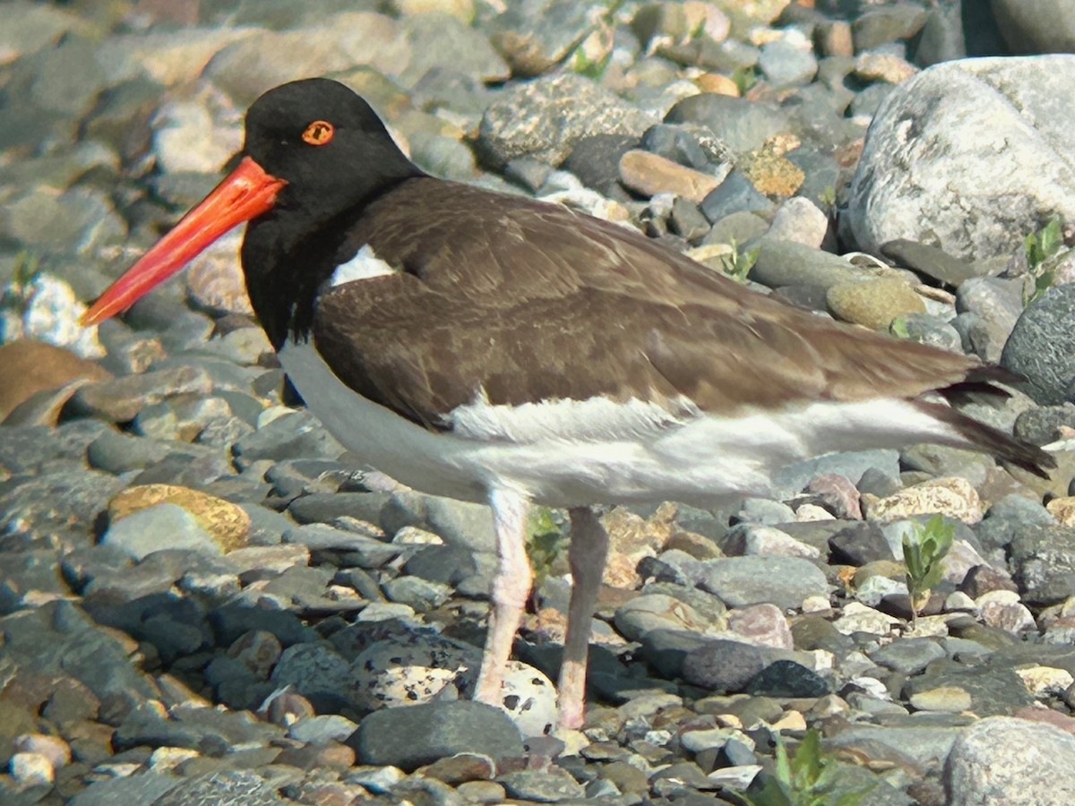 American Oystercatcher - Angelo Valle