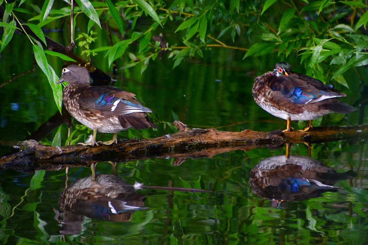 Wood Duck - ML620641977