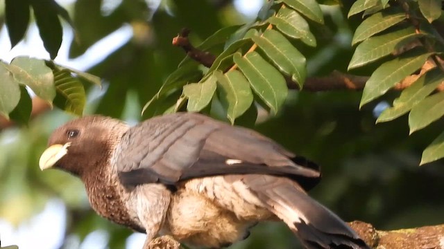 Turaco Gris Oriental - ML620641981