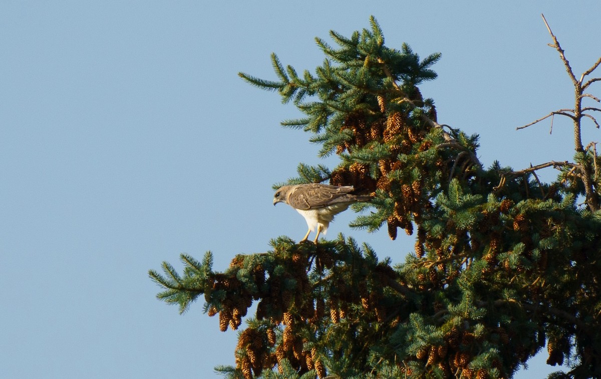 káně bělohrdlá - ML620641983