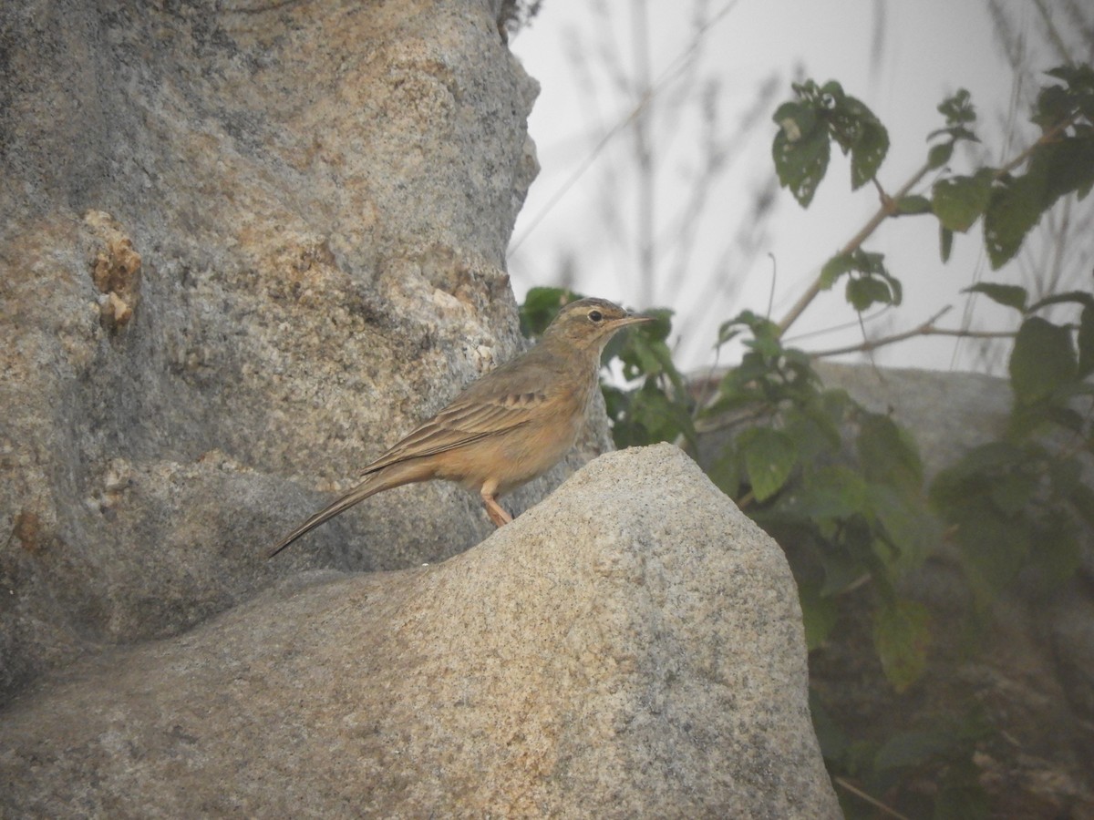 Long-billed Pipit - ML620641984