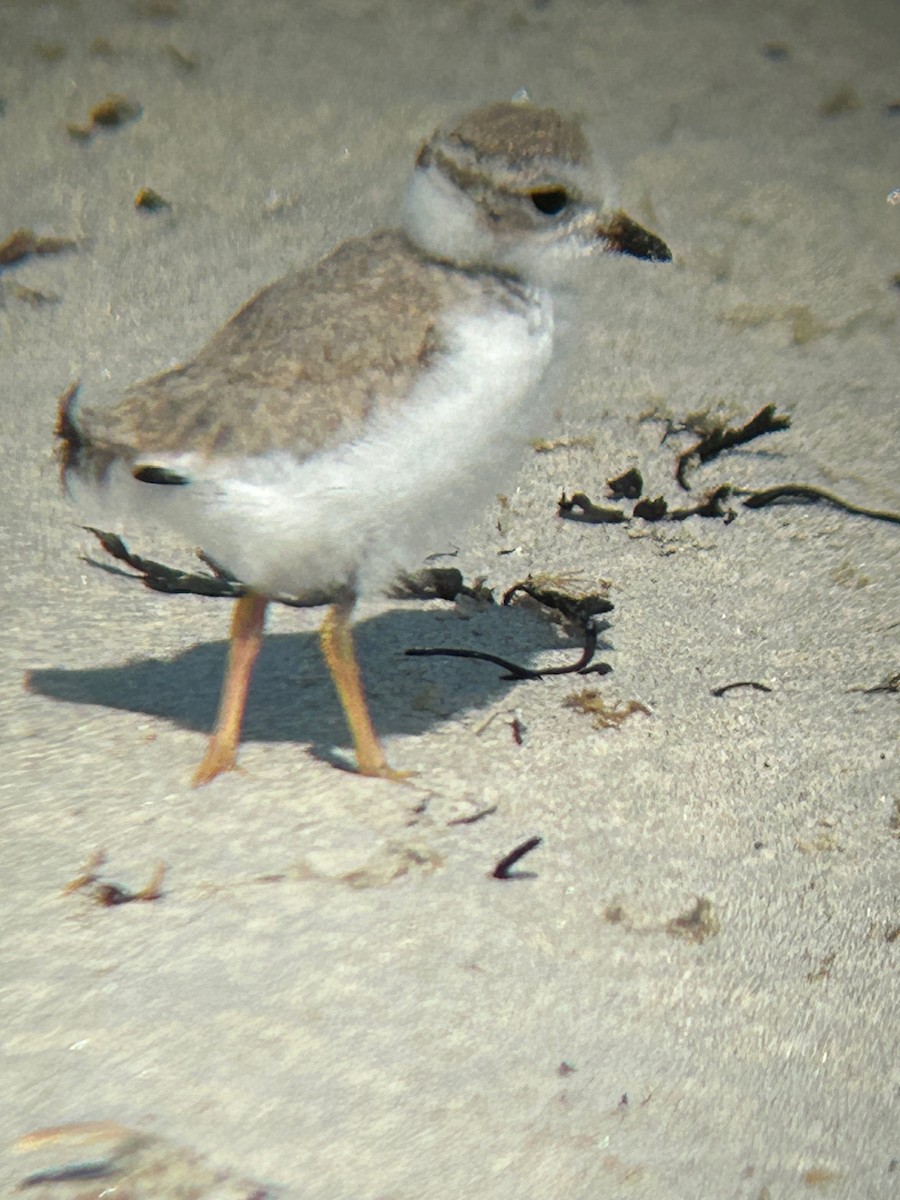 Piping Plover - ML620641985