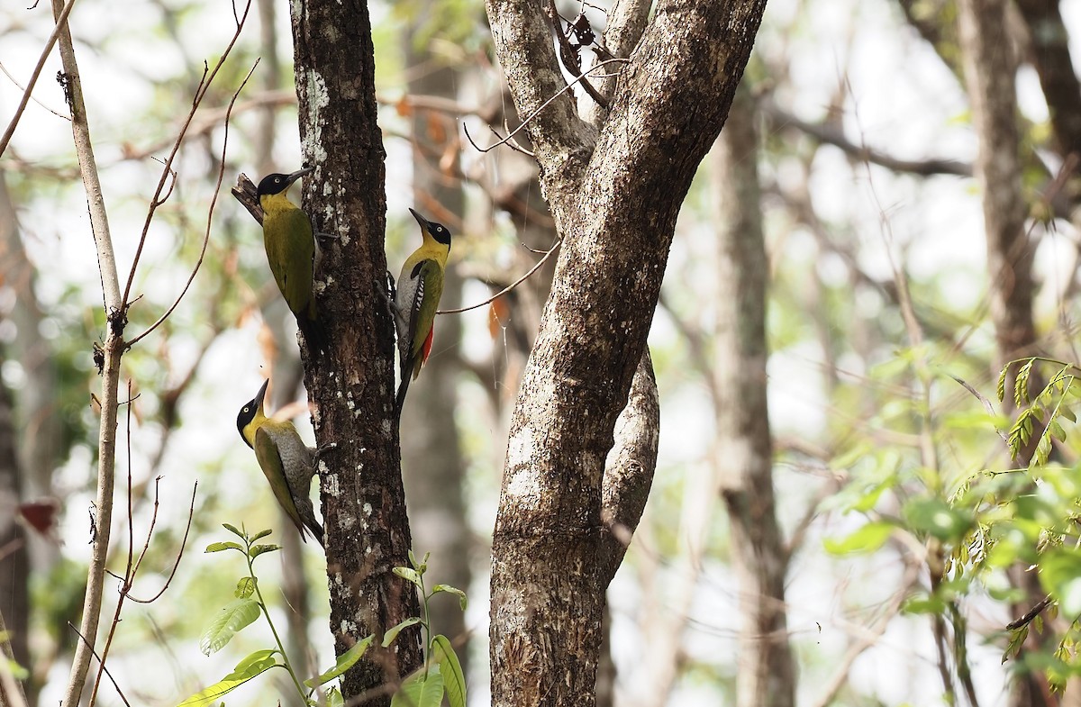 Black-headed Woodpecker - ML620641987
