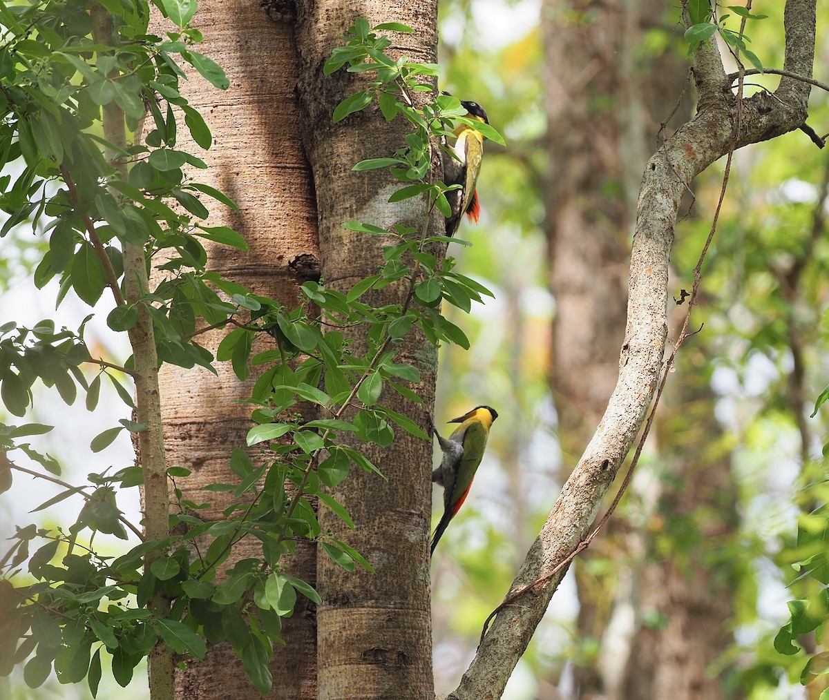 Black-headed Woodpecker - ML620641988