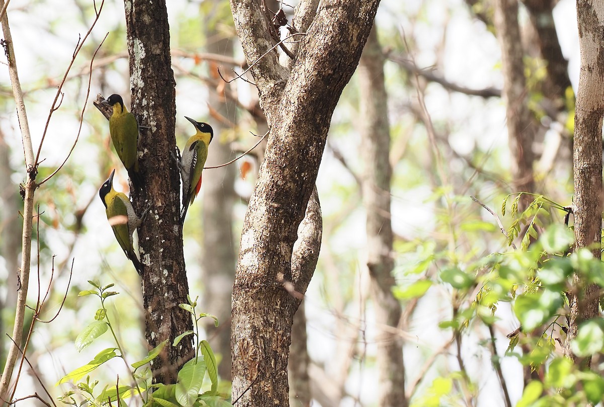 Black-headed Woodpecker - ML620641989