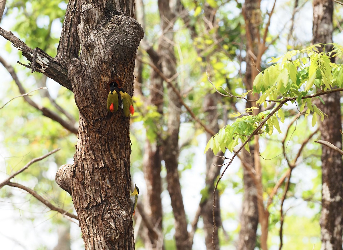 Black-headed Woodpecker - ML620641992