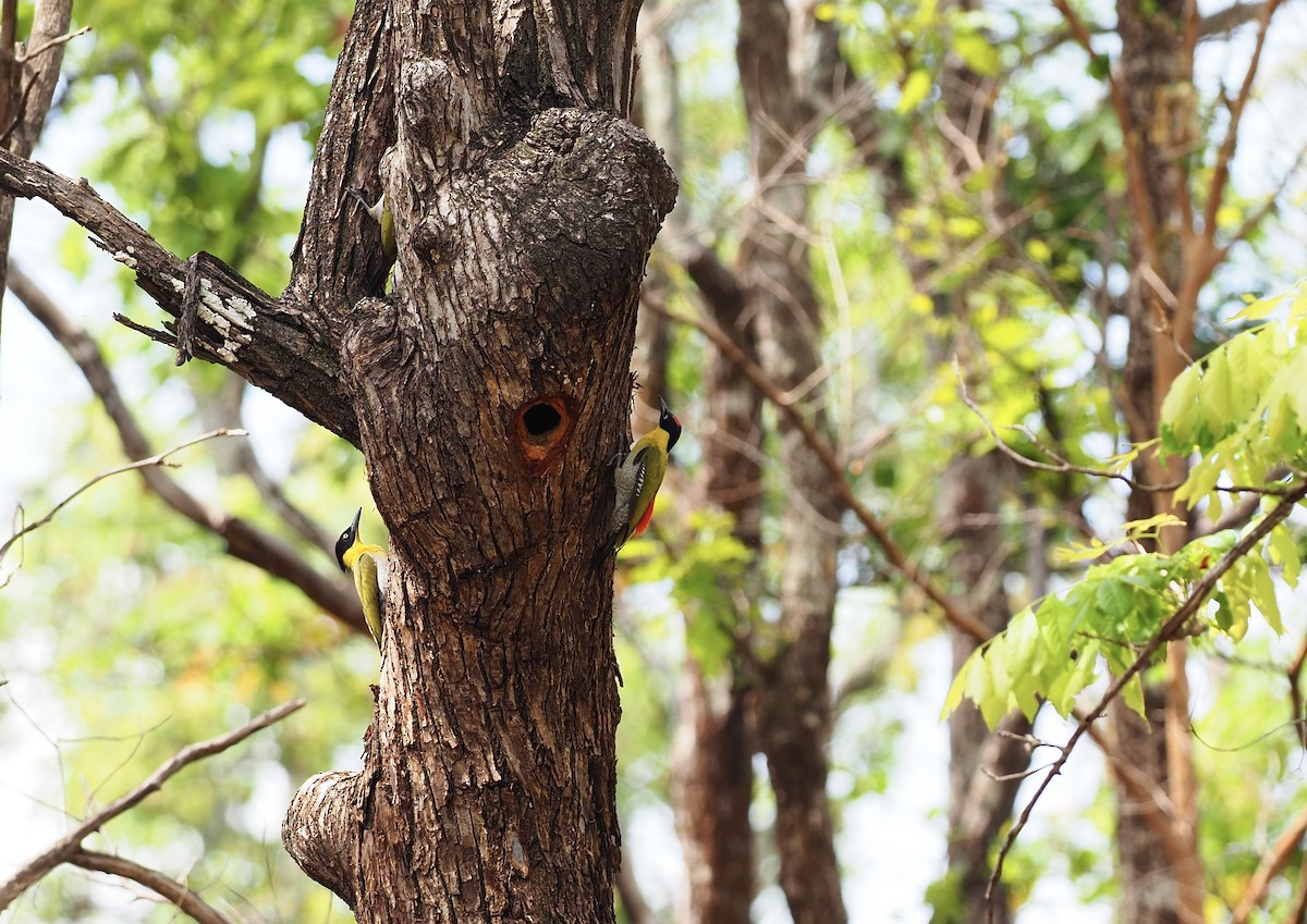 Black-headed Woodpecker - ML620641993