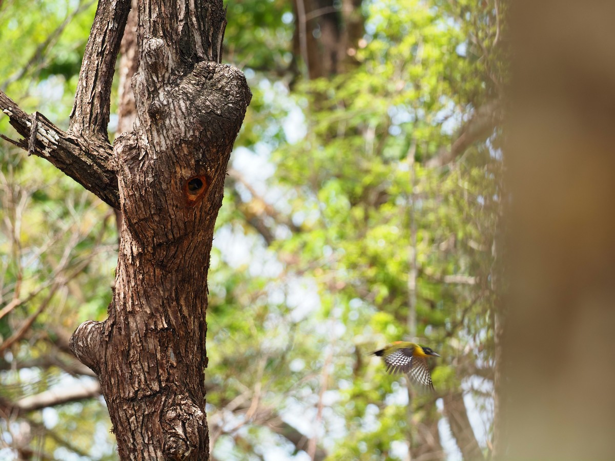 Black-headed Woodpecker - ML620641995