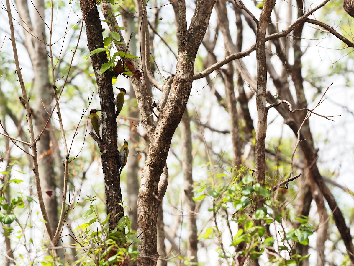 Black-headed Woodpecker - ML620641997