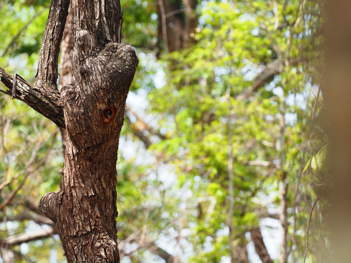 Black-headed Woodpecker - ML620641998