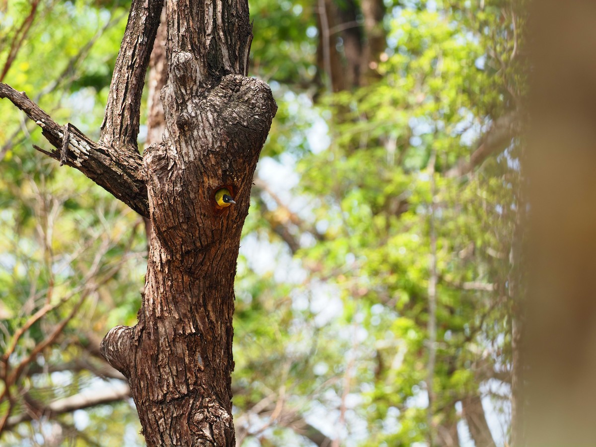 Black-headed Woodpecker - ML620642001