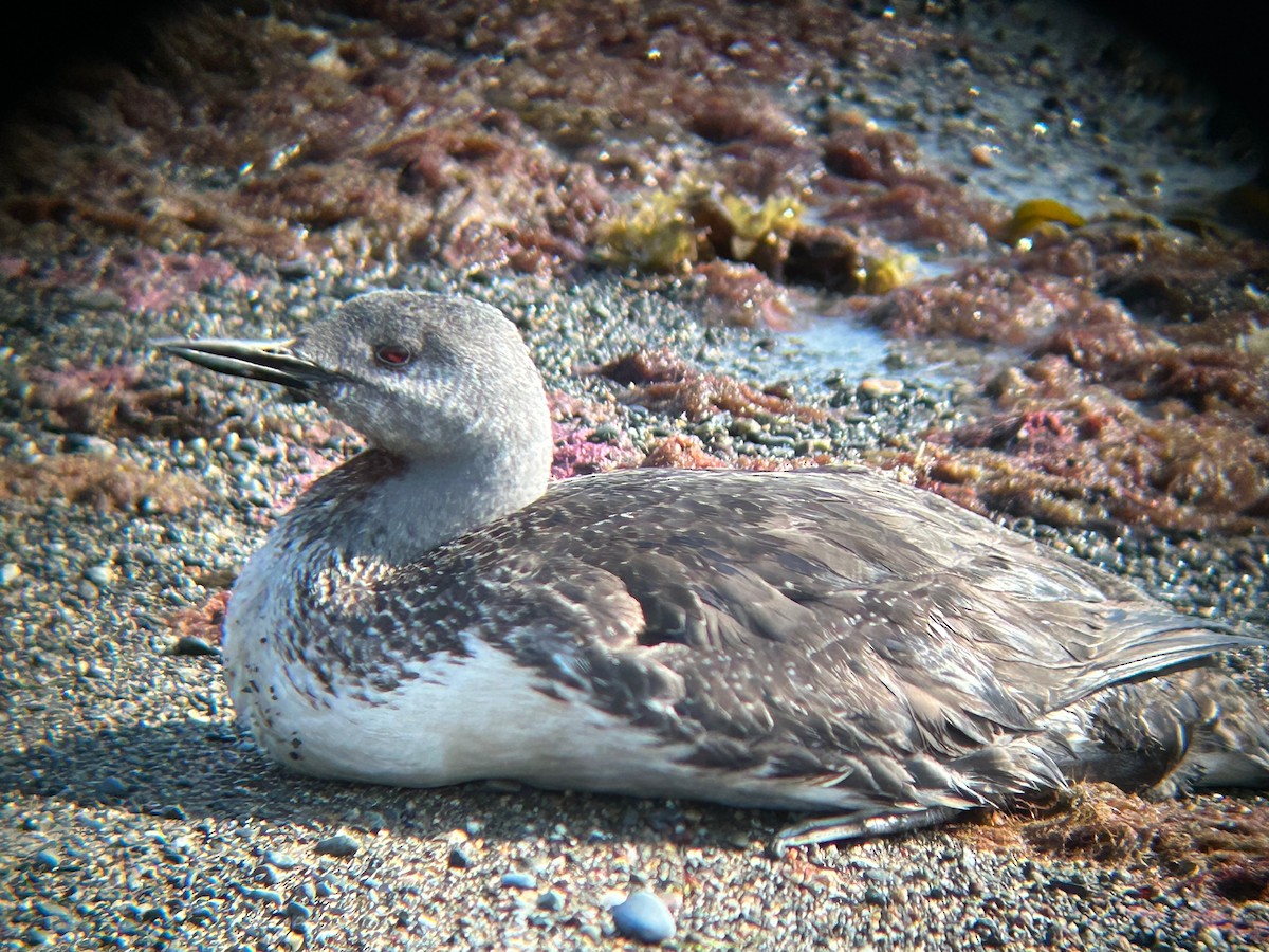 Red-throated Loon - ML620642016