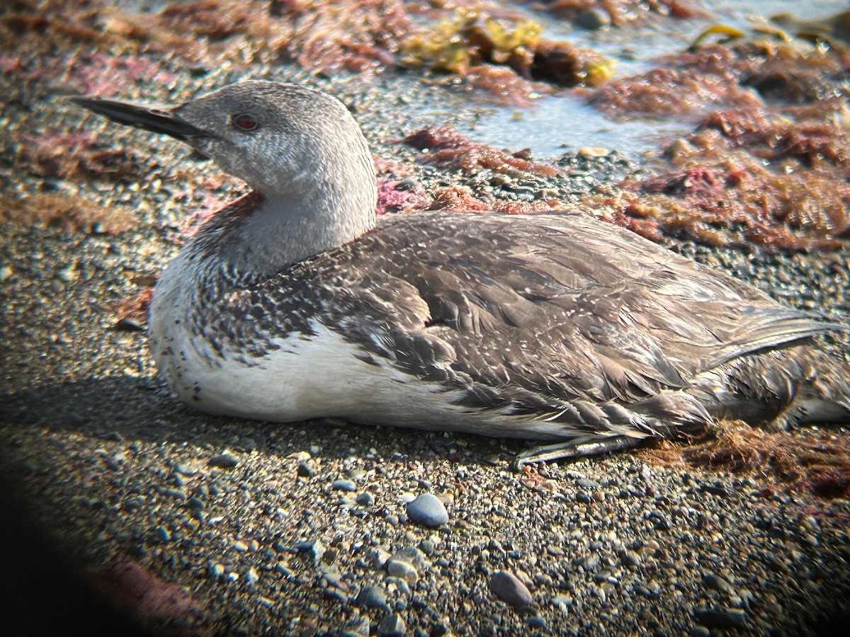 Red-throated Loon - ML620642017