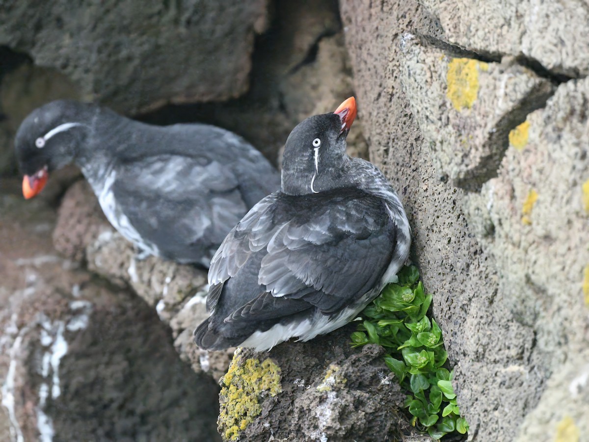 Parakeet Auklet - ML620642020