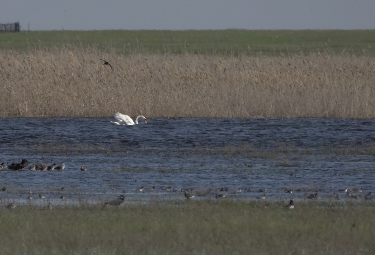 Mute Swan - ML620642027