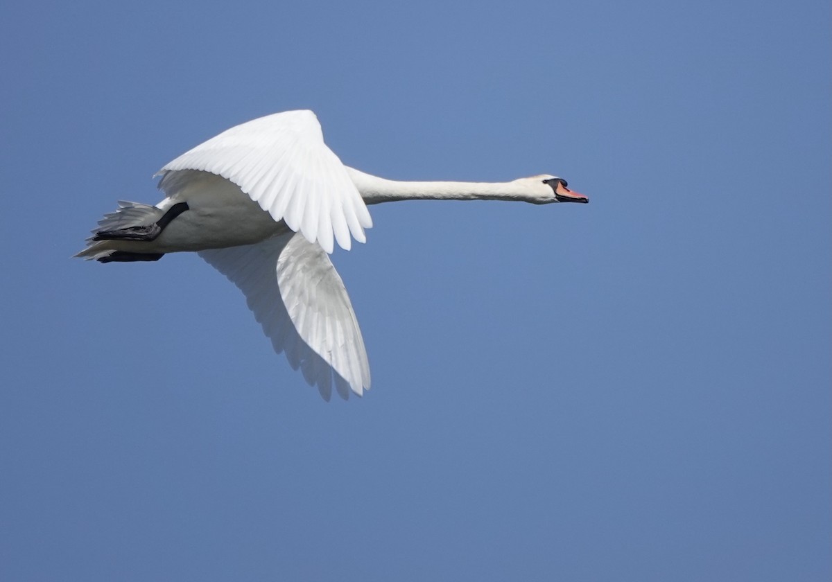 Mute Swan - ML620642033