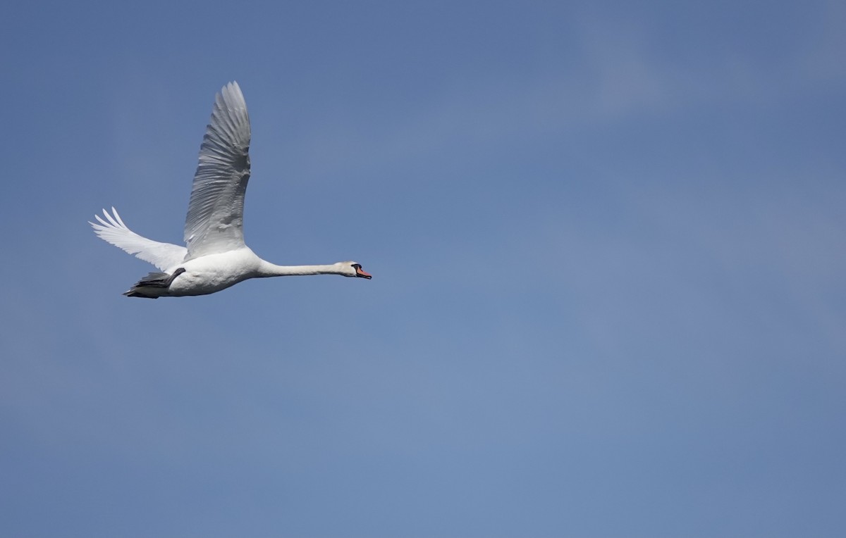 Mute Swan - ML620642036