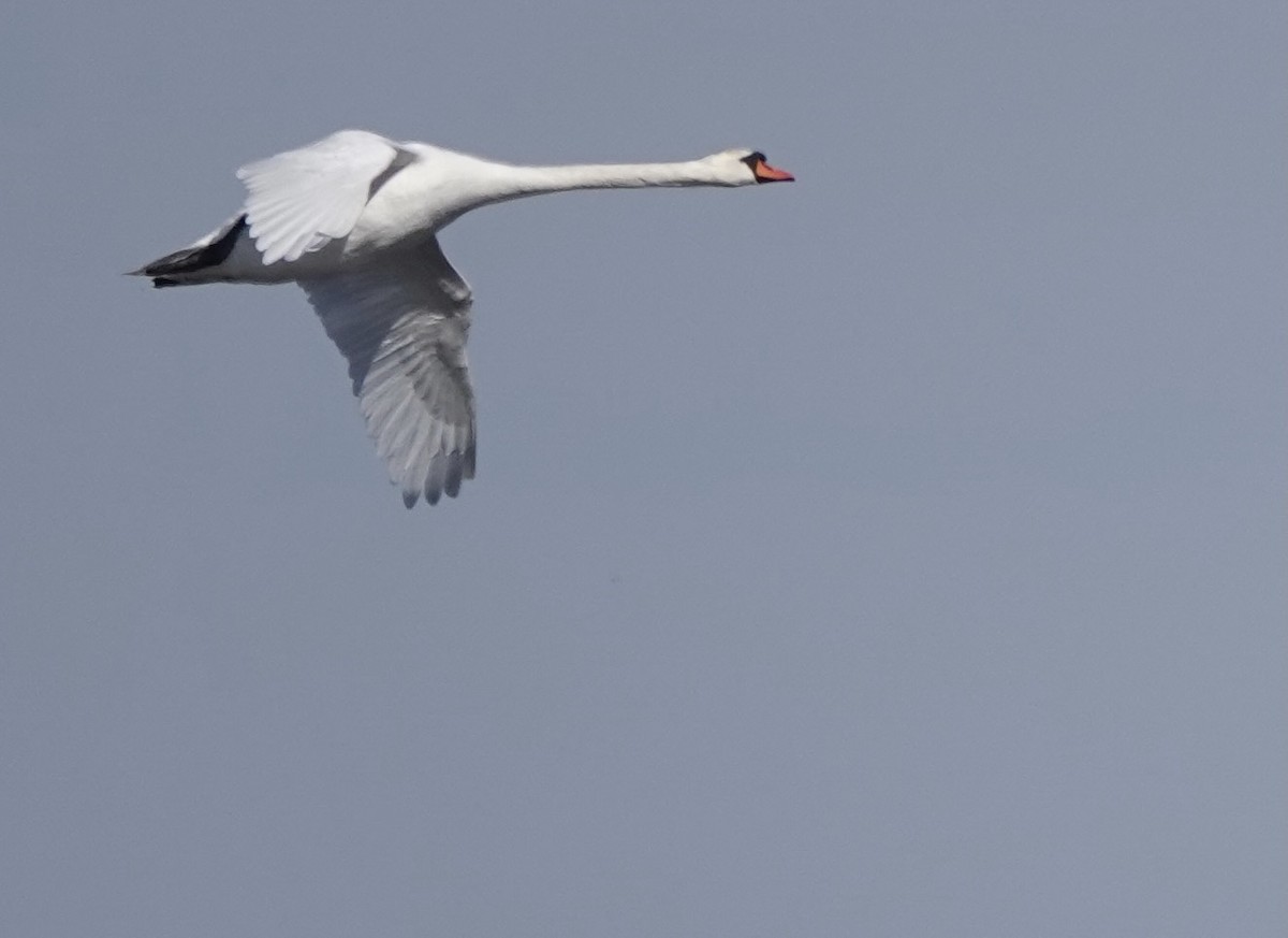 Mute Swan - ML620642039