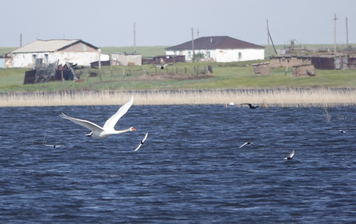 Mute Swan - ML620642040