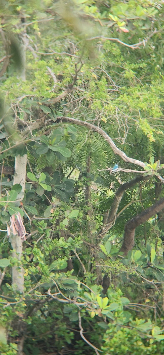 Small Blue Kingfisher - ML620642050