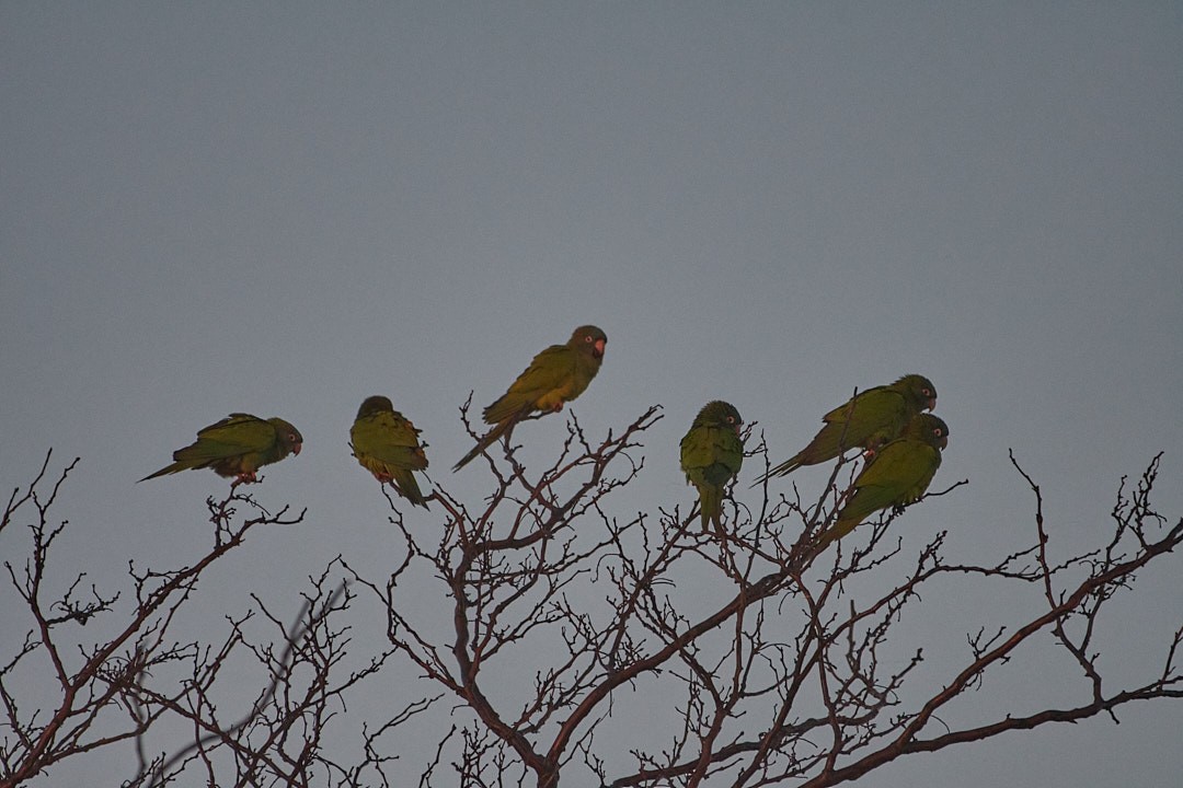 Blue-crowned Parakeet - ML620642051