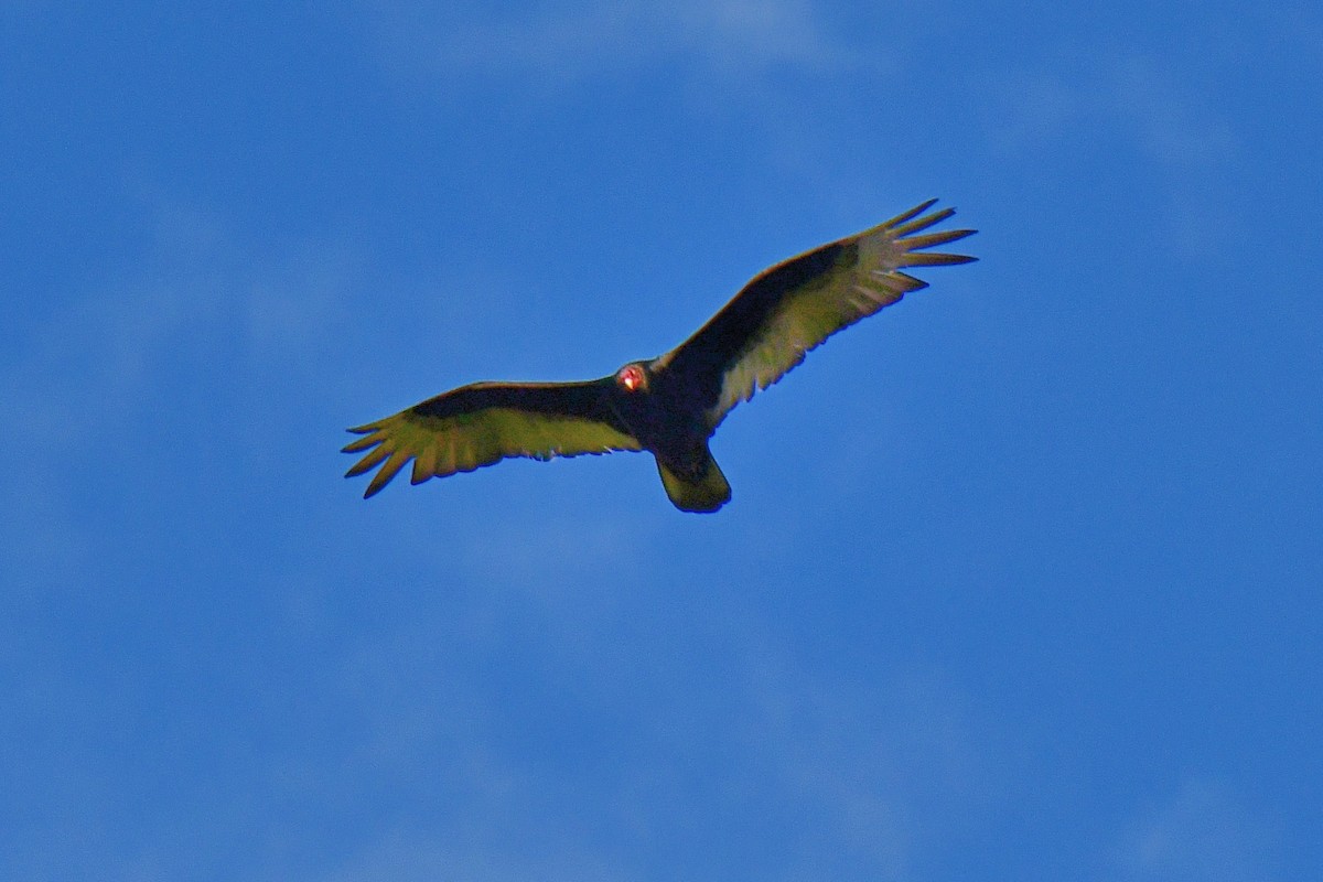 Turkey Vulture - ML620642057