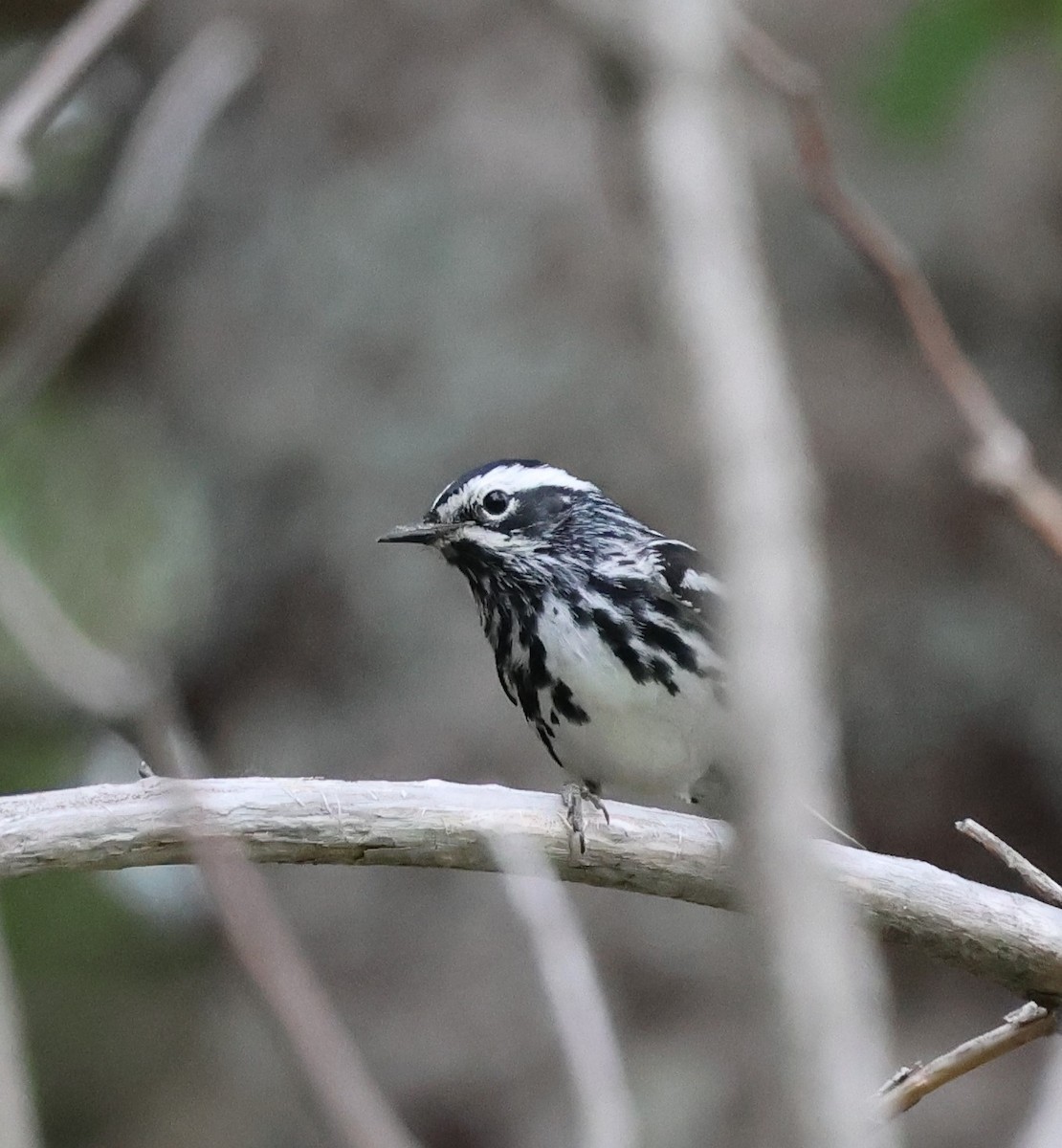 Black-and-white Warbler - ML620642059