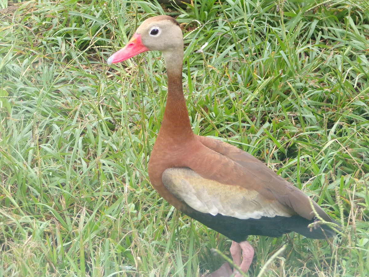 Dendrocygne à ventre noir - ML620642061