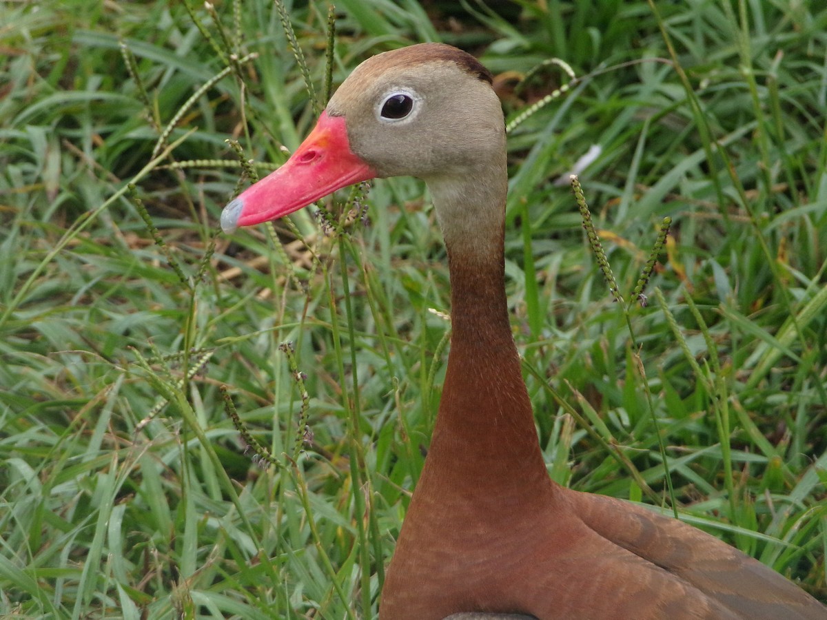 Dendrocygne à ventre noir - ML620642062