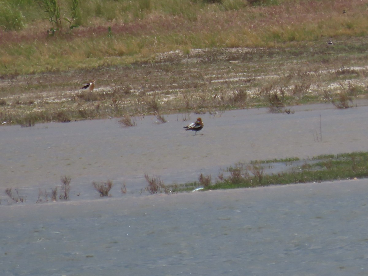 American Avocet - ML620642065