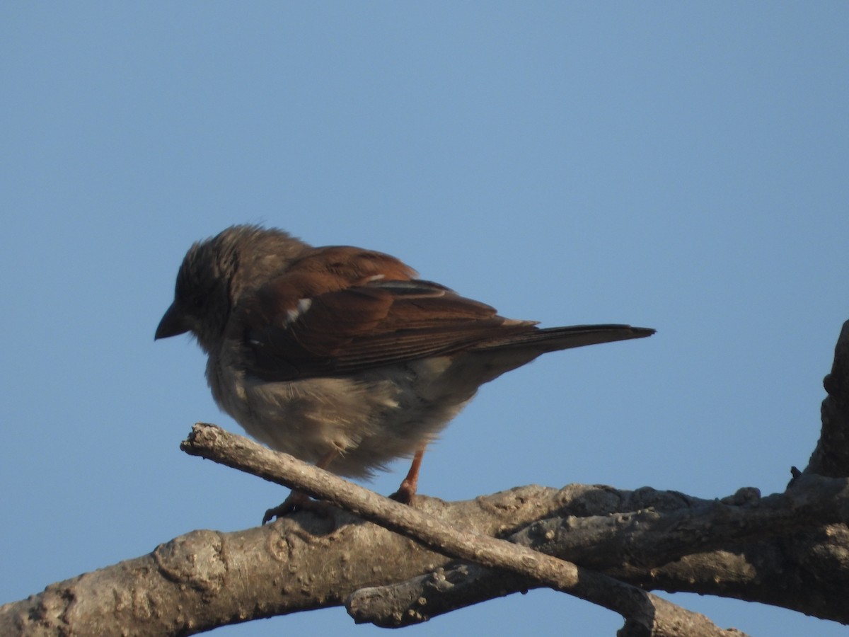 Northern Gray-headed Sparrow - ML620642066