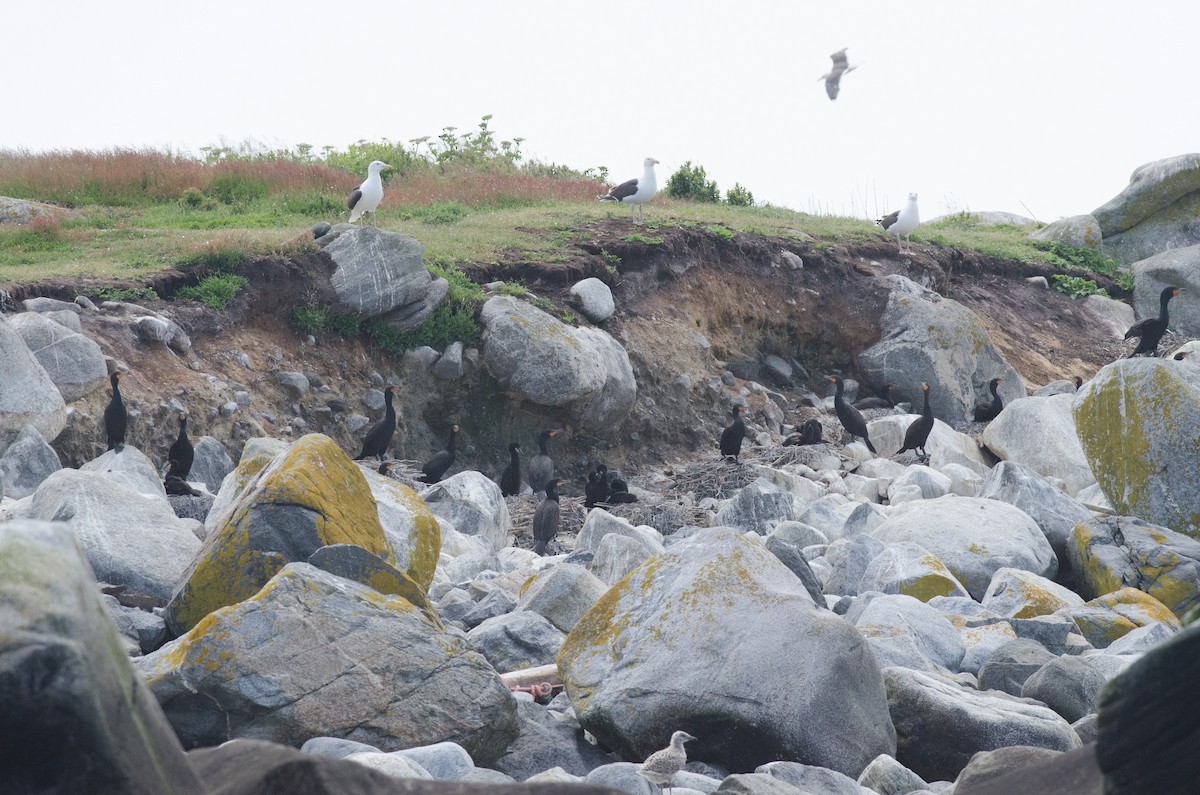 Double-crested Cormorant - ML620642068