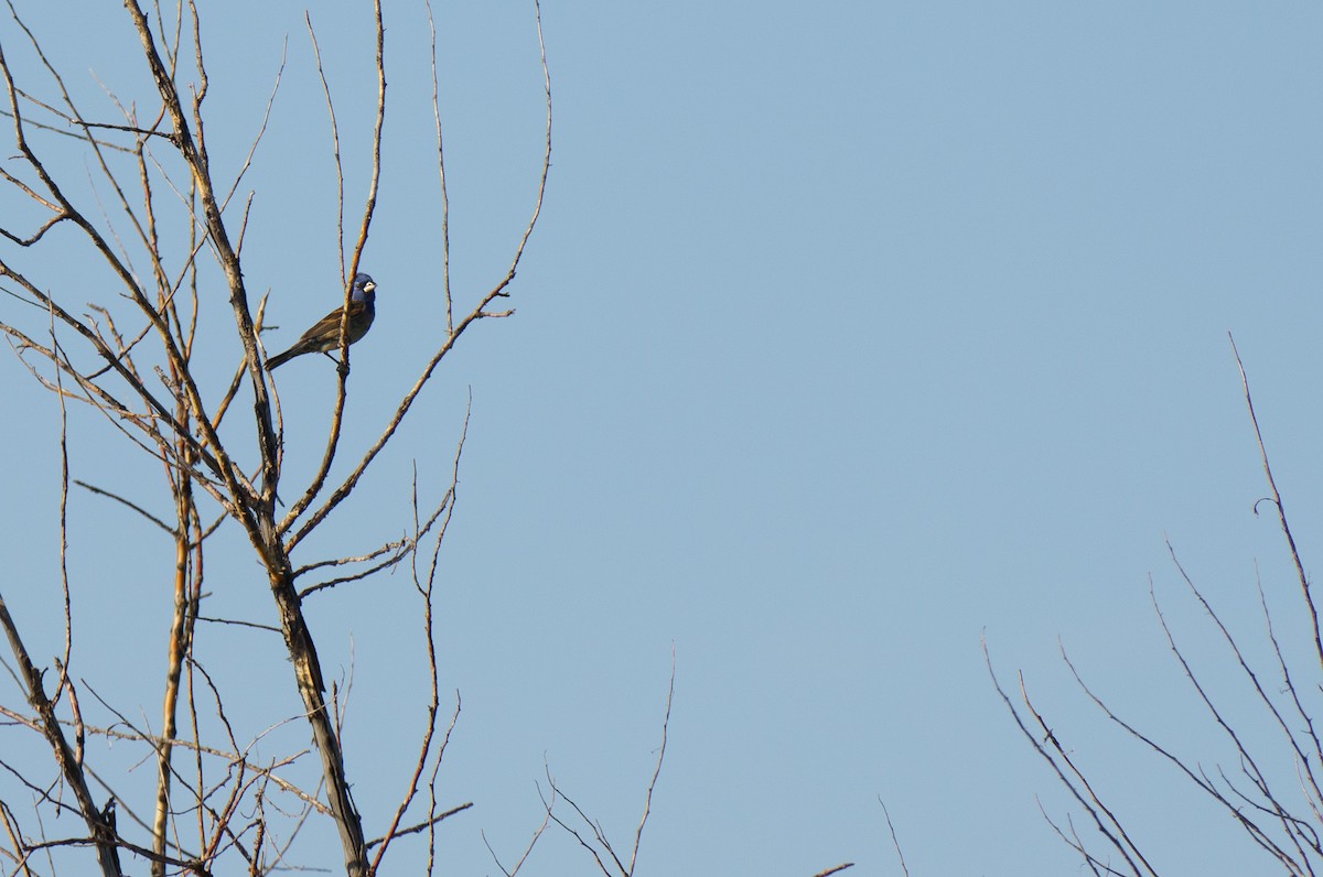 Blue Grosbeak - ML620642069