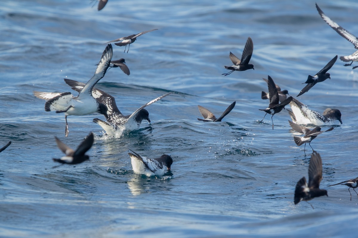 Wilson's Storm-Petrel - ML620642070