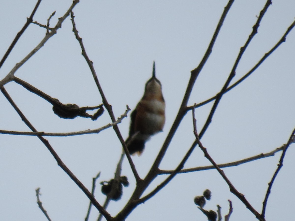 Colibrí de Mulsant - ML620642072