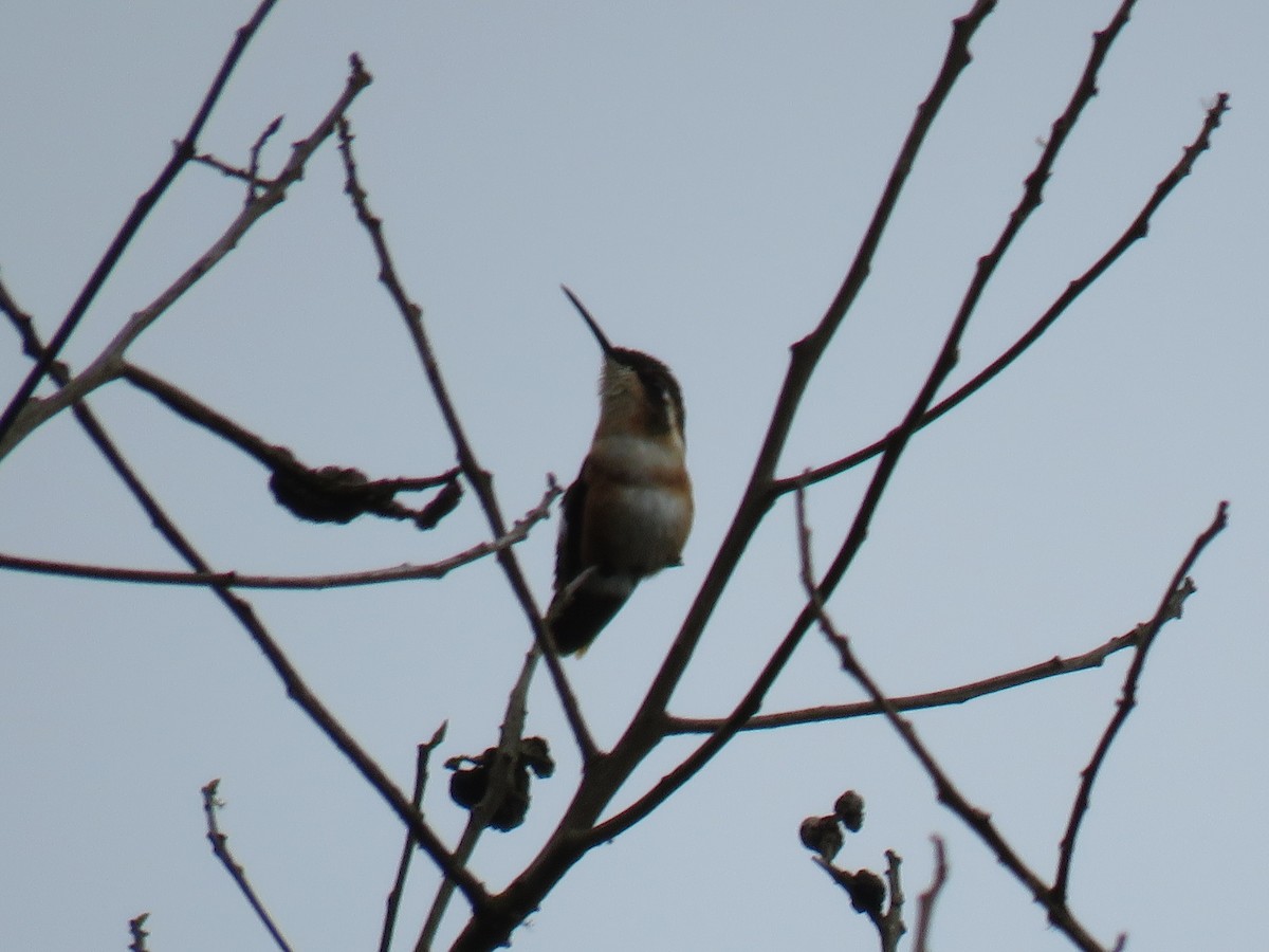 White-bellied Woodstar - ML620642073